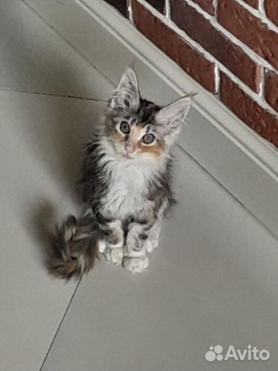 Котята мейн-кун