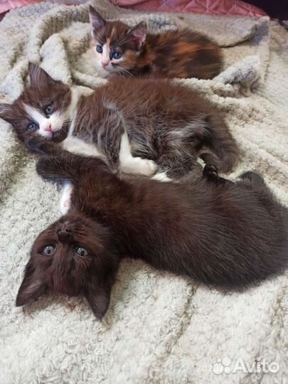 Котятки в добрые руки