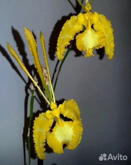 Психопсис калихи альба