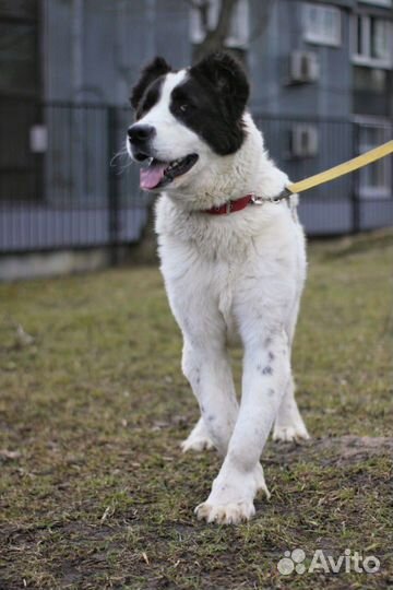 Среднеазиатская овчарка