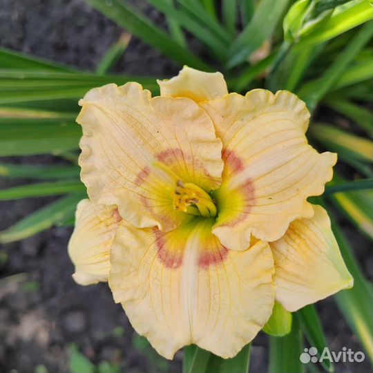 Продаю Садовые и комнатные растения