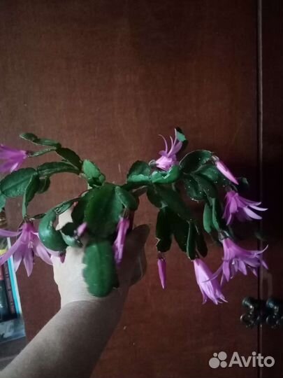 Цветок декабрист