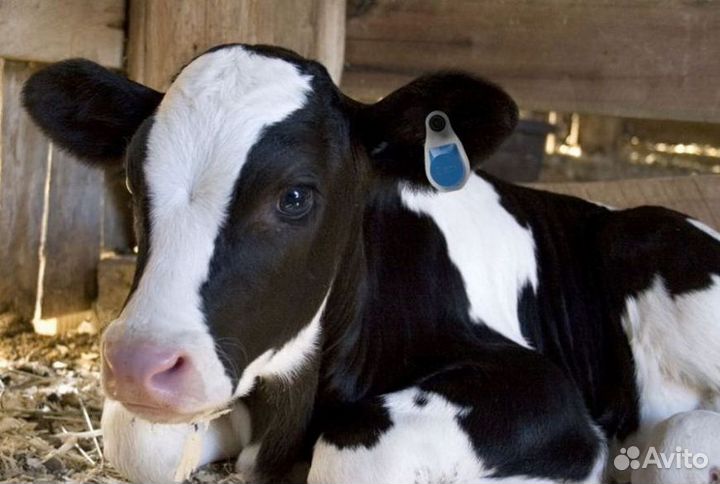Бычки от 1 до 2.5 месяцев