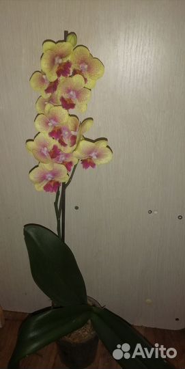 Орхидея фаленопсис