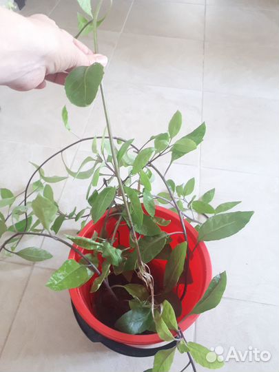 Джинура/Листья бога. Отдам отростки с корнями