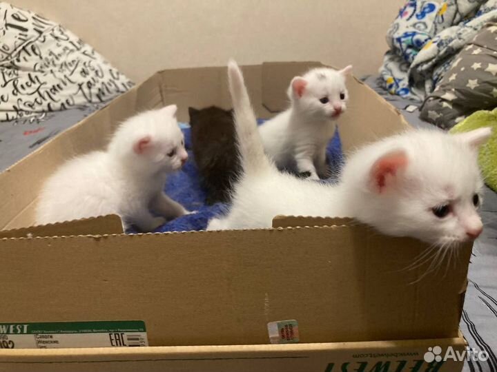 Котята в добрые руки