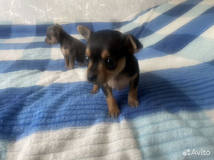 Той-терьер щенки