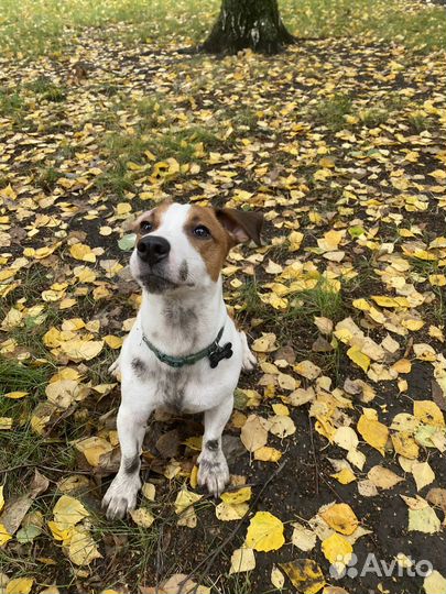 Вязка Джек Рассел терьер