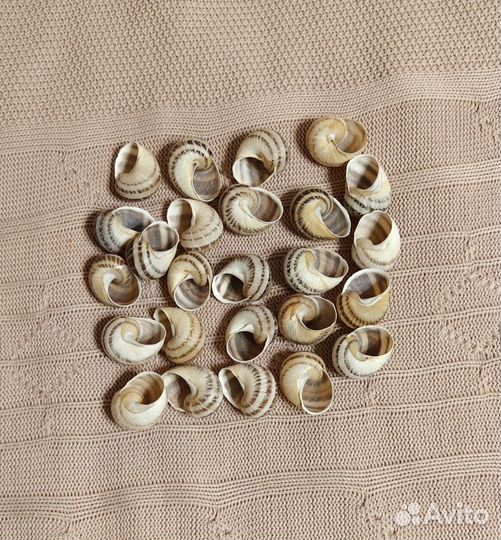 Ракушки для поделок