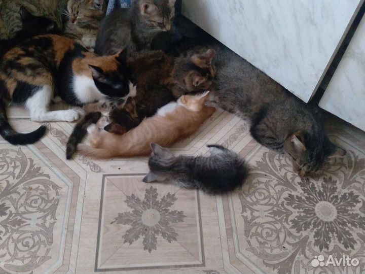 Котята в добрые руки