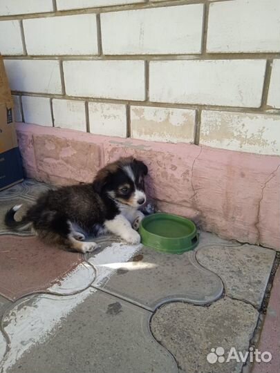 Малышка Нюша