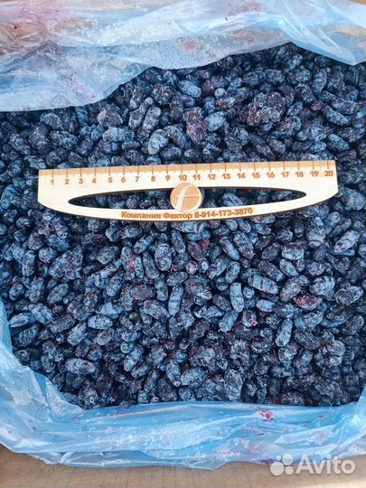 Жимолость замороженная