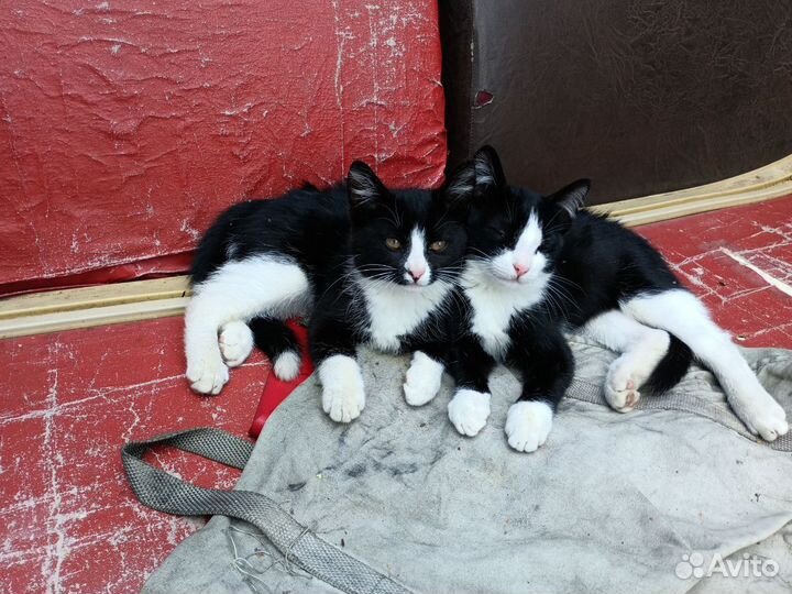 Кошка в дар