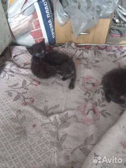 Котята крысыловы