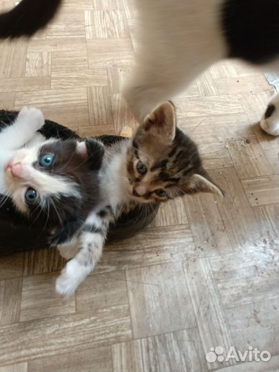 Котята в добрые руки