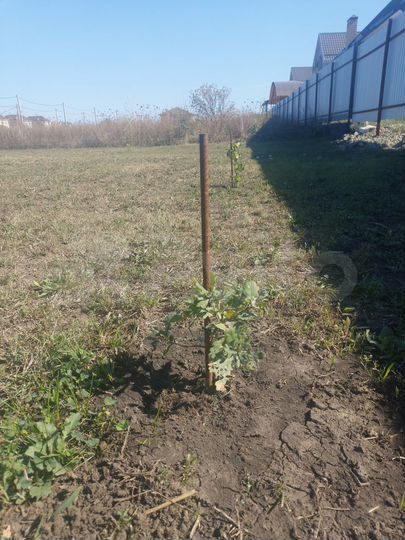 Участок 8 сот. (ИЖС)