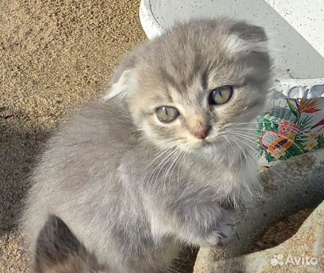 Кошки