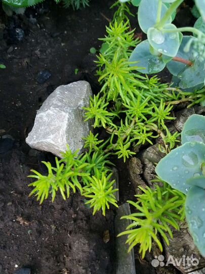 Очитки камнеломка молодила сортовые