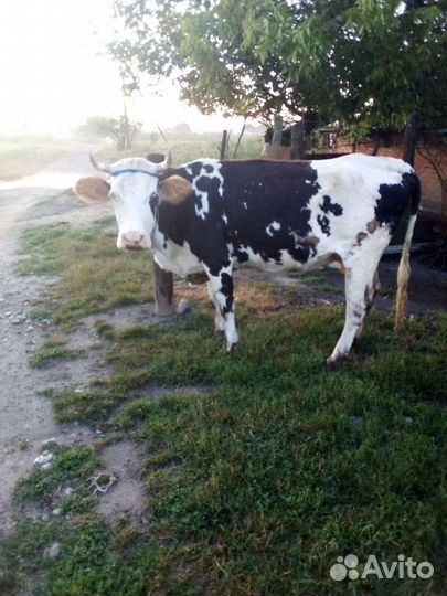 Продаëтся корова