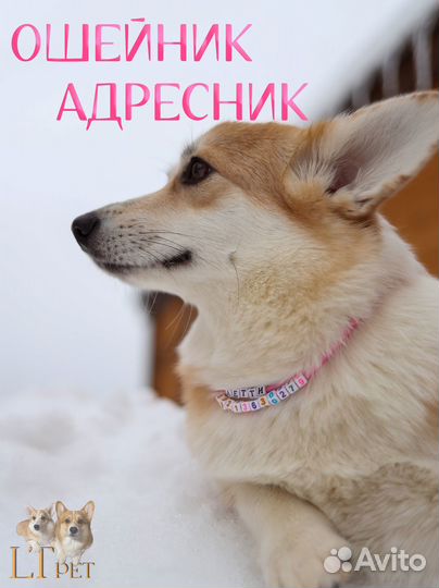 Именной ошейник адресник для питомцев