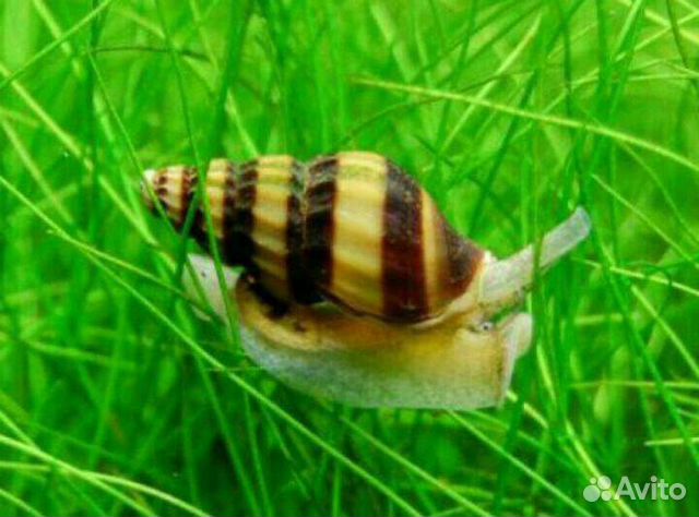 Улитка Хелена