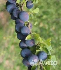 Колоновидная слива Блю Свит