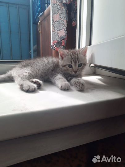 Котята отдам даром