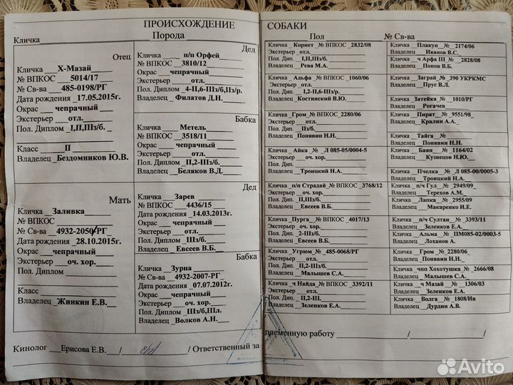 Щенки русской гончей