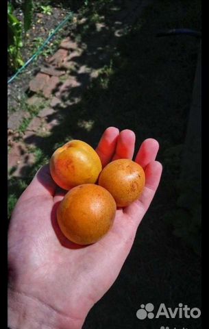 Саженцы абрикос