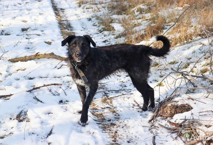 Собака в добрые руки