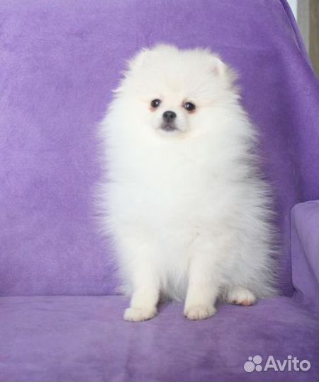 Шпиц девочки