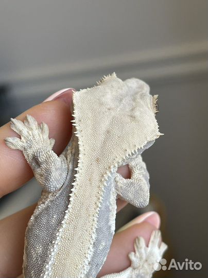 Бананоед реснитчатый lillywhite pinstripe