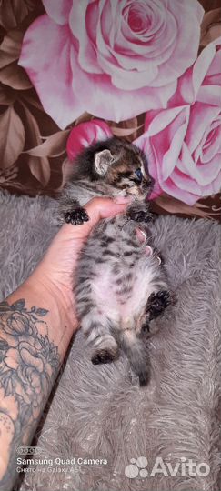 Коты бесплатно