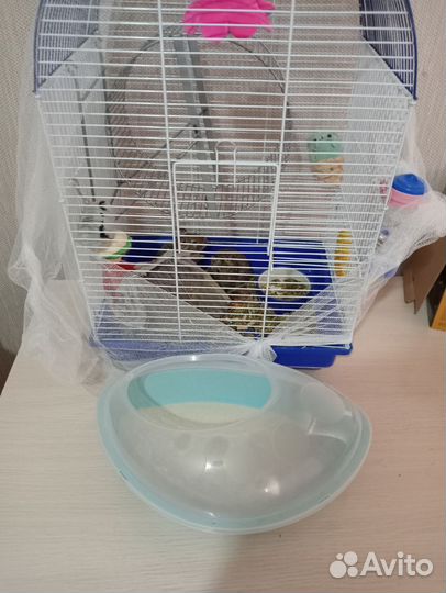 Чилийская белка дегу 2 девочки всё в комплекте