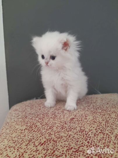 Британские котята серебристая шиншилла