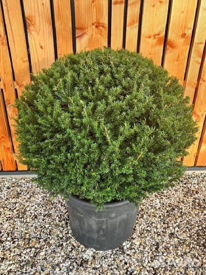 Тис Ягодный Taxus bacata