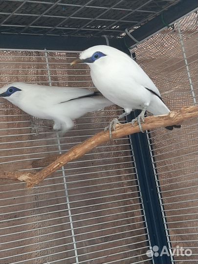 Экзотические птицы скворцы