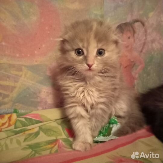 Котята в добрые руки бесплатно. Кушают всё подряд