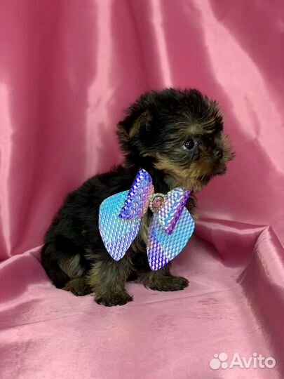 Йоркширский терьер