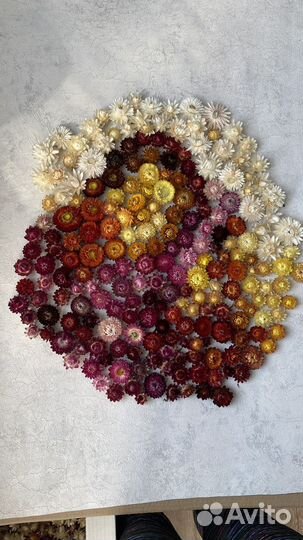 Гелихризум сухоцвет бессмертник