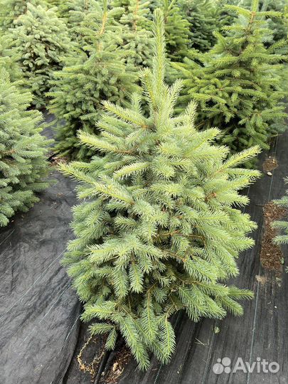 Ель колючая Глаука зелёная