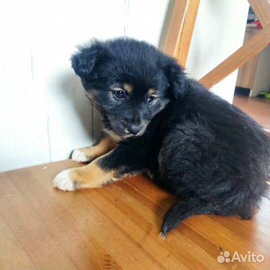 Щеночки кукленыши в добрые руки