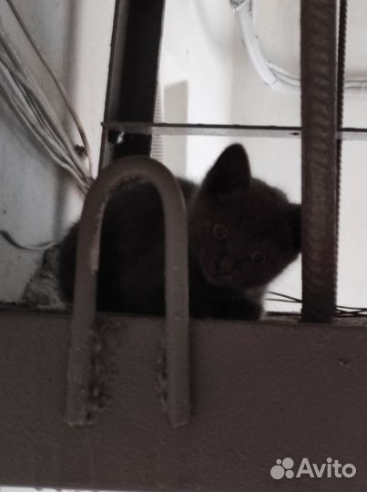Красивый котёнок