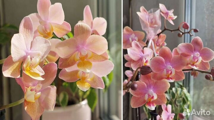 Орхидея сортовая