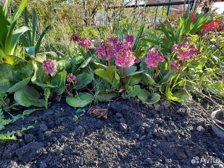 Многолетние цветы (бадан,физостегия,ромашка Фиона)