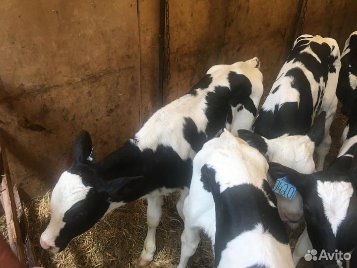 Телята бычки на откорм бесплатная доставка