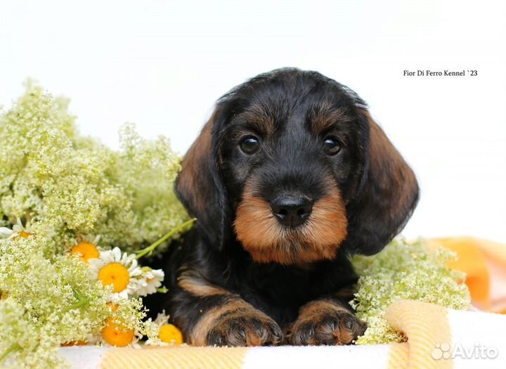 Щенки стандартной жесткошерстной таксы. РКФ