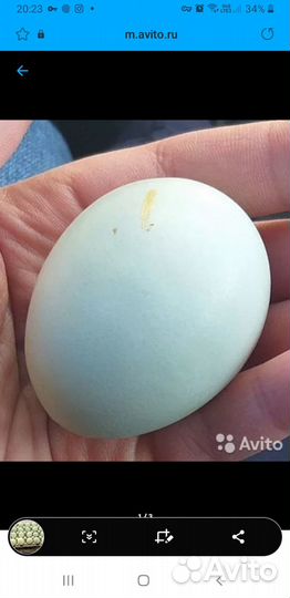 Инкубационное яйцо ухейилюй. Цыплята