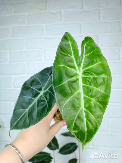 Алоказия пинк дракон