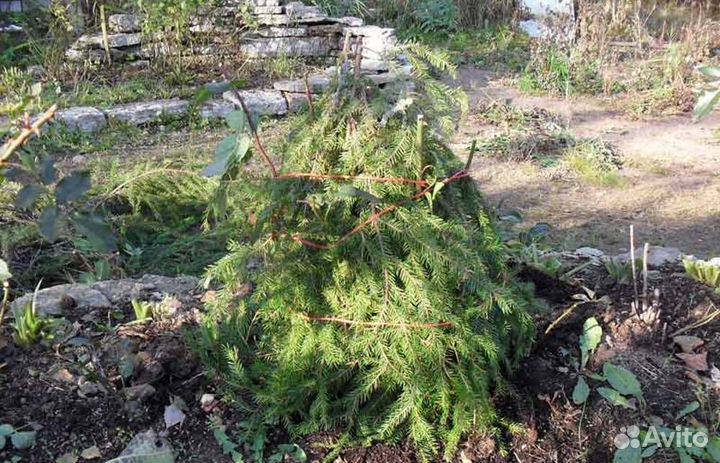 Еловый лапник для сада